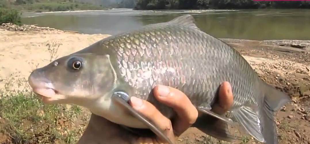 Cá Dầm Xanh sông Đà thuộc họ cá Chép, có thịt thơm ngọt bổ dưỡng