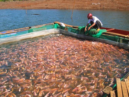 Sử dụng chế phẩm nông nghiệp làm thức ăn là cách nuôi cá diêu hồng sạch hiệu quả nhất 