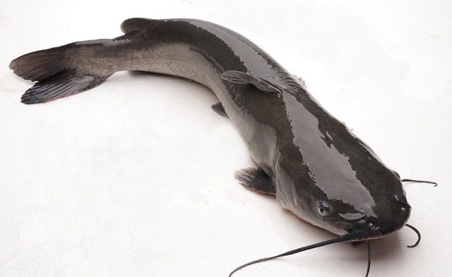 Cá lăng đen sông đà có thịt thơm ngọt, săn chắc, béo ngậy mà không tanh