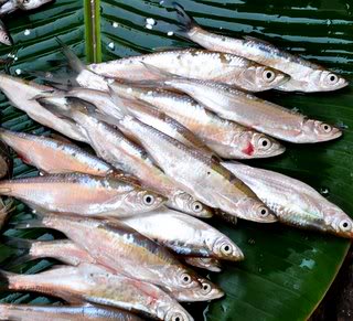 Cá mương sông Đà có vị thơm ngọt, săn chắc và an toàn cho sức khỏe
