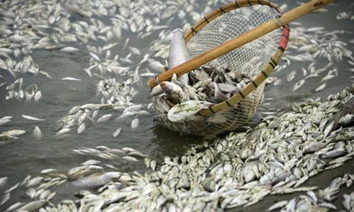 Ăn cá chết do nhiễm độc không thể sống trường thọ