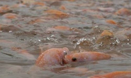 Mật độ thả cá 3 con/m2 là một trong những kỹ thuật nuôi cá diêu hồng quan trọng