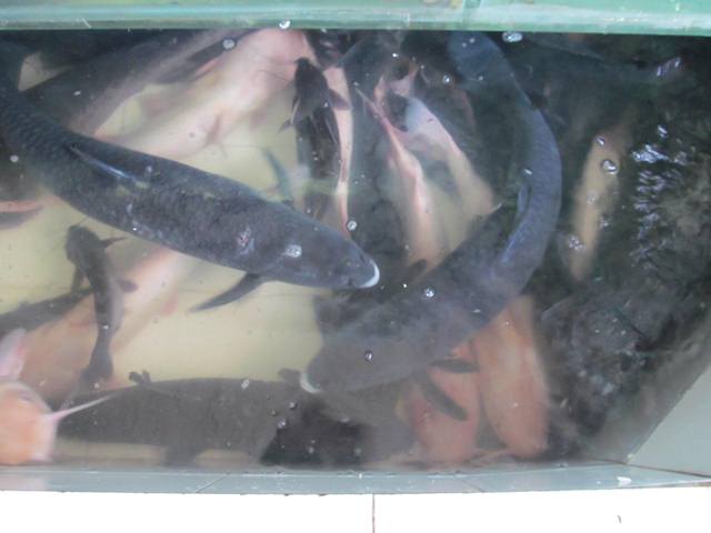 Các sản phẩm Cá Sông Đà của Cường Thịnh FISH luôn đảm bảo tươi sạch, chất lượng tuyệt hảo