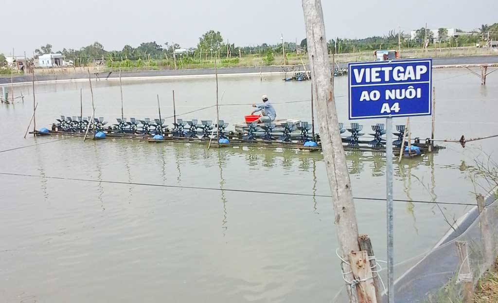 Mô hình nuôi cá chép VietGap đang là hướng đi mới giúp tăng thu nhập cho người nuôi và đảm bảo an toàn thực phẩm cho người tiêu dùng