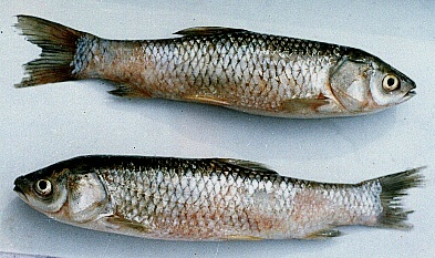 Xuất huyết do virus là bệnh hay gặp trong mô hình nuôi cá trắm cỏ lồng