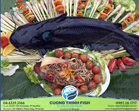 Cá lăng đen VietGap tươi, sạch của Cường Thịnh FISH đảm bảo chất lượng an toàn tuyệt đối 