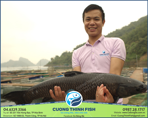 Cá trắm đen VietGap của Cường Thịnh FISH đảm bảo tươi sạch, chất lượng tuyệt hảo