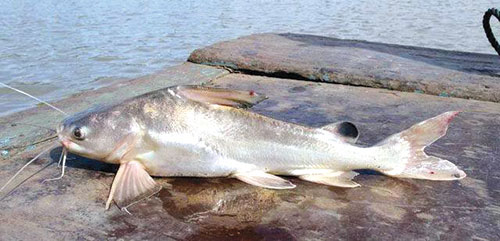 Cá ngạnh sông được bắt từ tự nhiên nên chất lượng thịt thơm ngọt, săn chắc