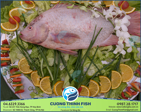 Cá diêu hồng VietGap của Cường Thịnh FISH luôn đảm bảo tươi, sạch, an toàn tuyệt đối